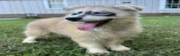 Siberian Husky dogs for sale: REYNA - Ad 12