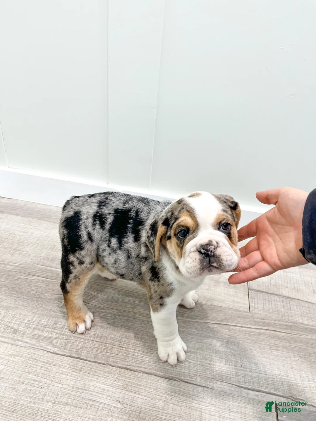 Beabull dogs for sale: Poppy - Ad 8