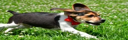 Beagle dogs for sale: Vance - Ad 12