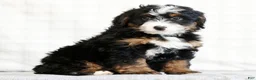 Mini Bernedoodle dogs for sale: Myrtle - Ad 3