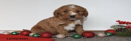 Mini Goldendoodle dogs for sale: Jack - Ad 4