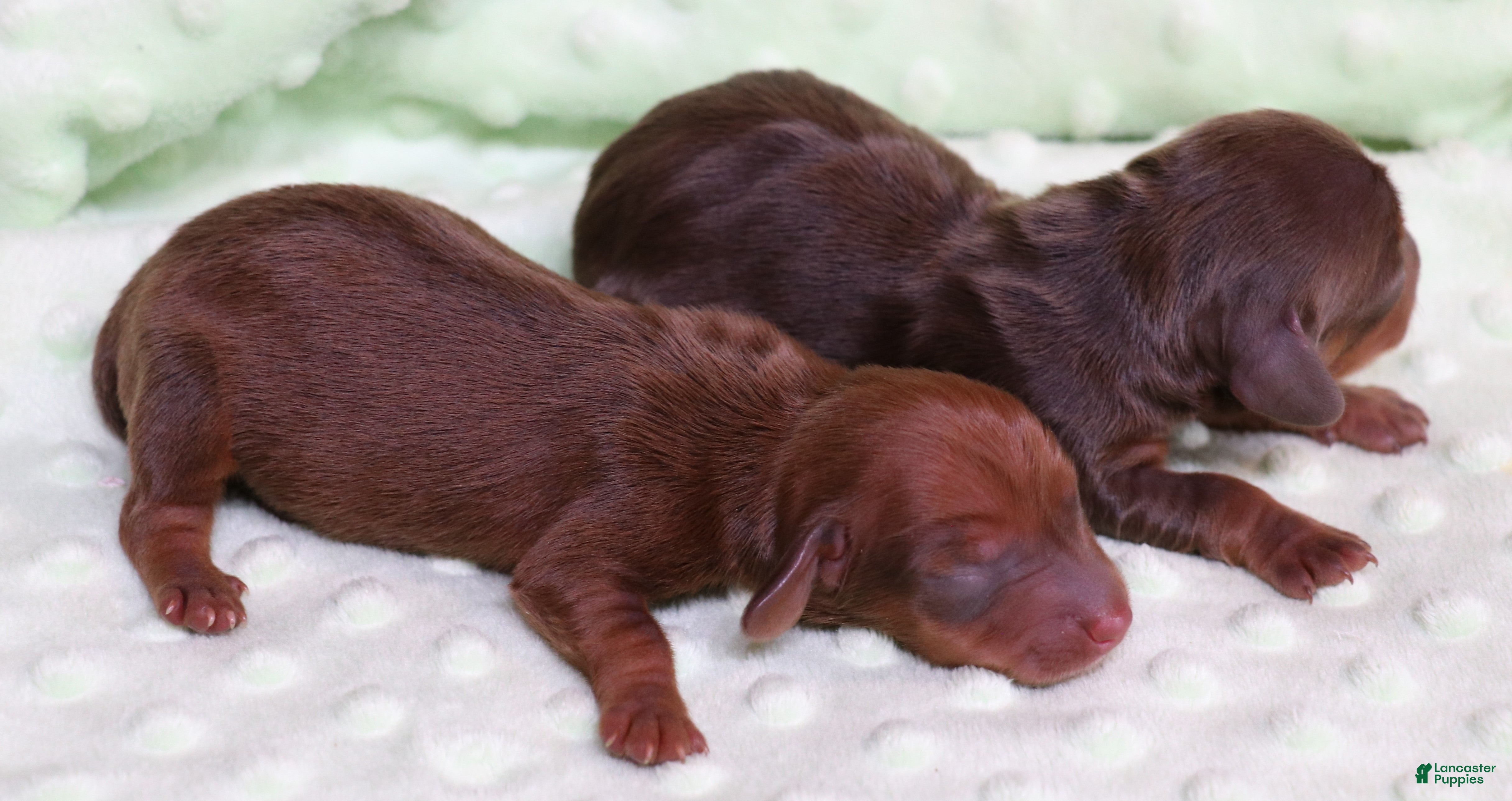 Miniature Dachshund dogs Blaze if a red smooth male - Ad 16