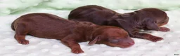 Miniature Dachshund dogs for sale: Blaze if a red smooth male - Ad 1