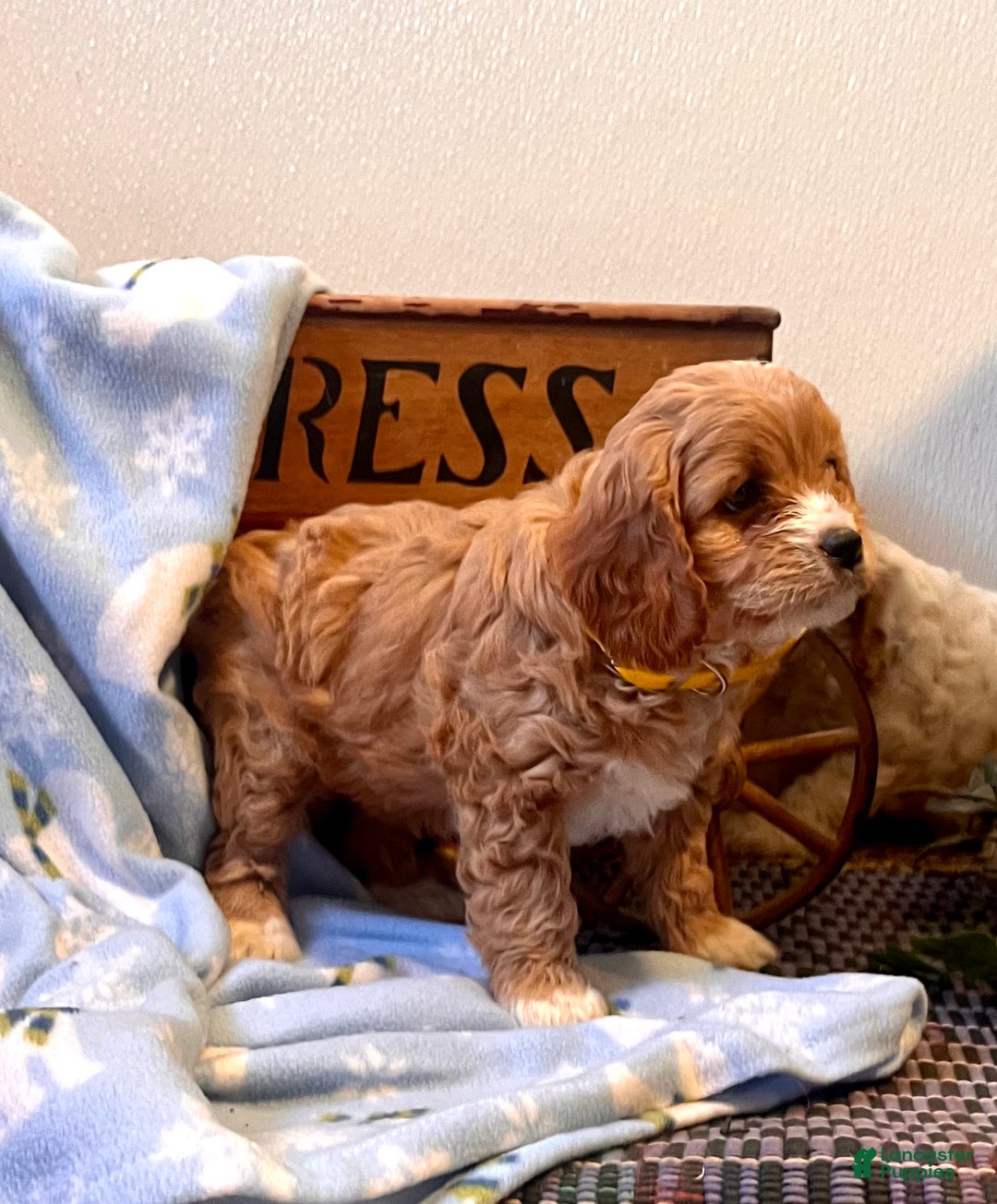 Cavapoo dogs for sale: Cutie❤️🐾Call 717-475-6780 - Ad 2