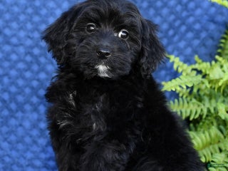 Yorkiepoo dogs - Ad 7