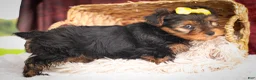 Yorkshire Terrier dogs for sale: DIESEL - Ad 19