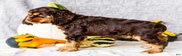 Cocker Spaniel dogs for sale: Polly - Ad 5