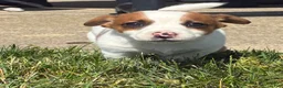 Jack Russell Terrier dogs for sale: Jack Russell Terrier 1 - Ad 1