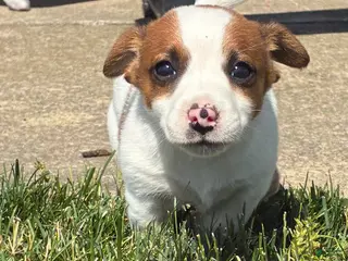 Jack Russell Terrier dogs Jack Russell Terrier 1 - Ad 30
