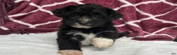 Yochon dogs for sale: Dixie - Ad 11