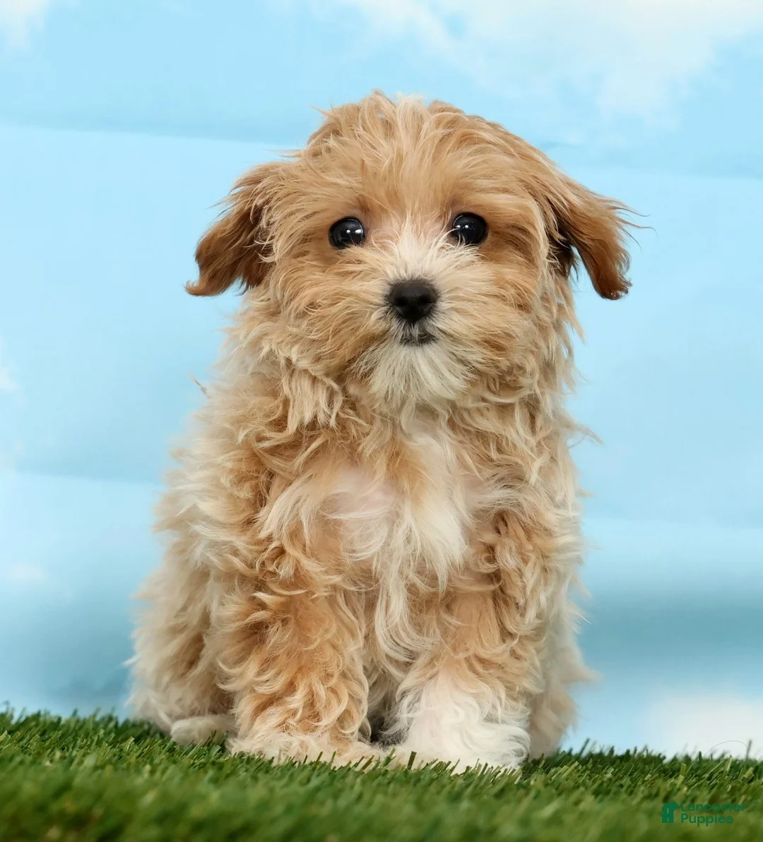 Maltipoo dogs for sale: Xena - Ad 1