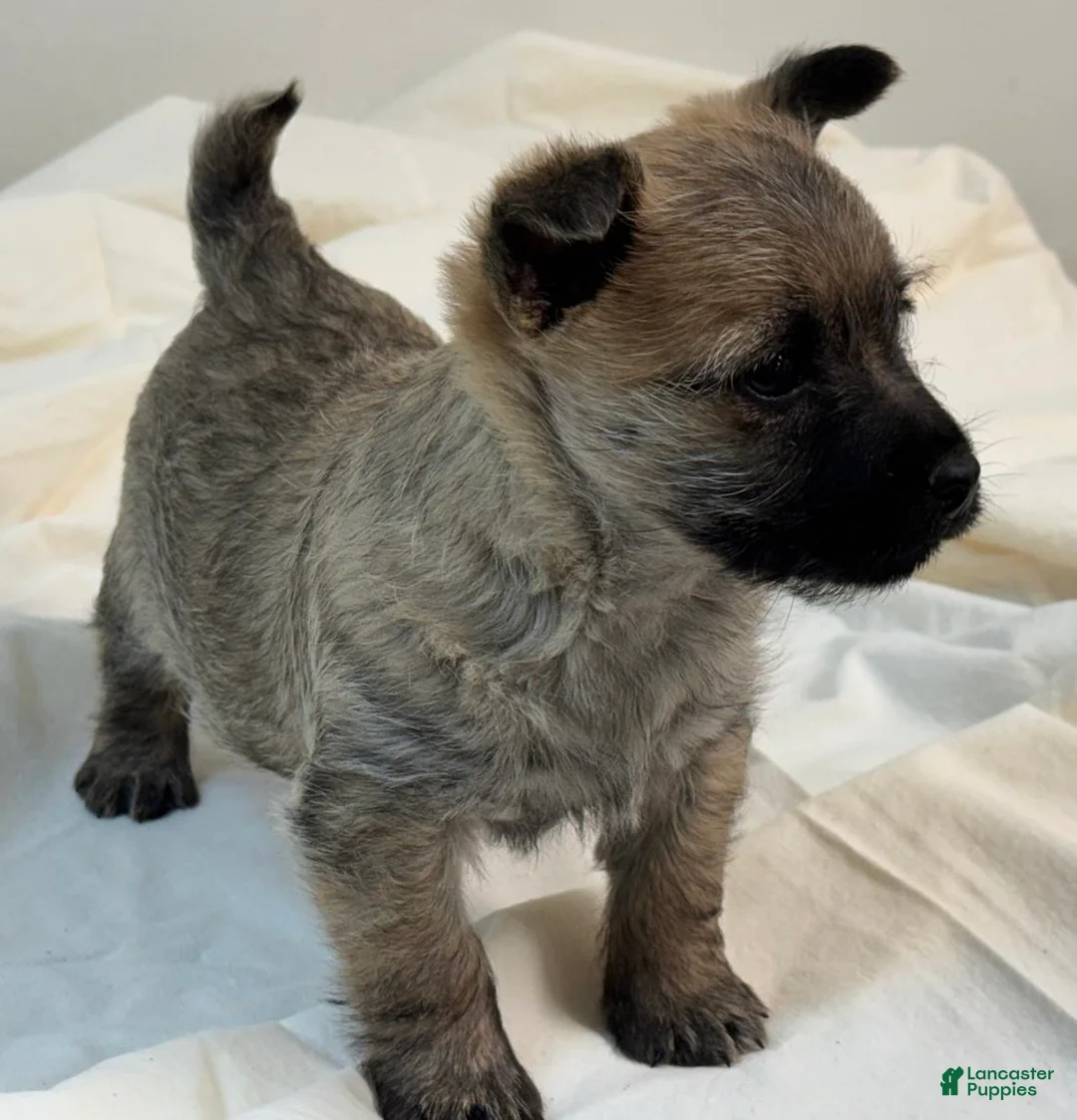 Cairn Terrier dogs for sale: Cairn Terrier Puppy 1 - Ad 6