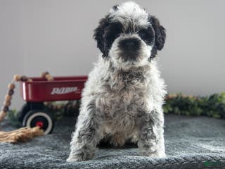 Mixed Breed dogs Oreo - Ad 28