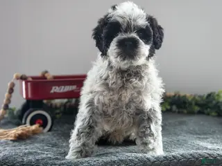 Mixed Breed dogs Oreo - Ad 10