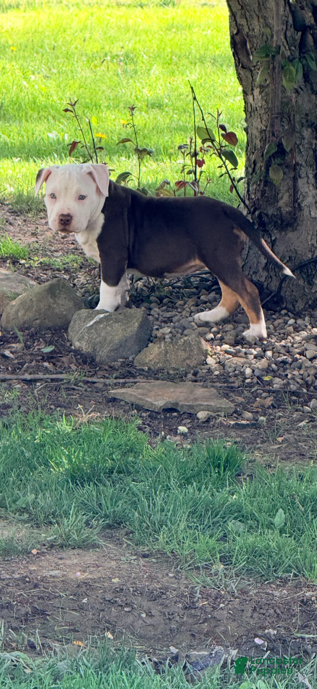 American Bully dogs for sale: Legacy, pocket Bully Puppy 4 - Ad 1