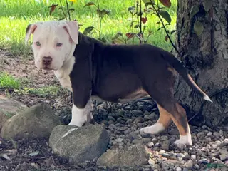 American Bully dogs for sale: Legacy, pocket Bully Puppy 4 - Ad 4