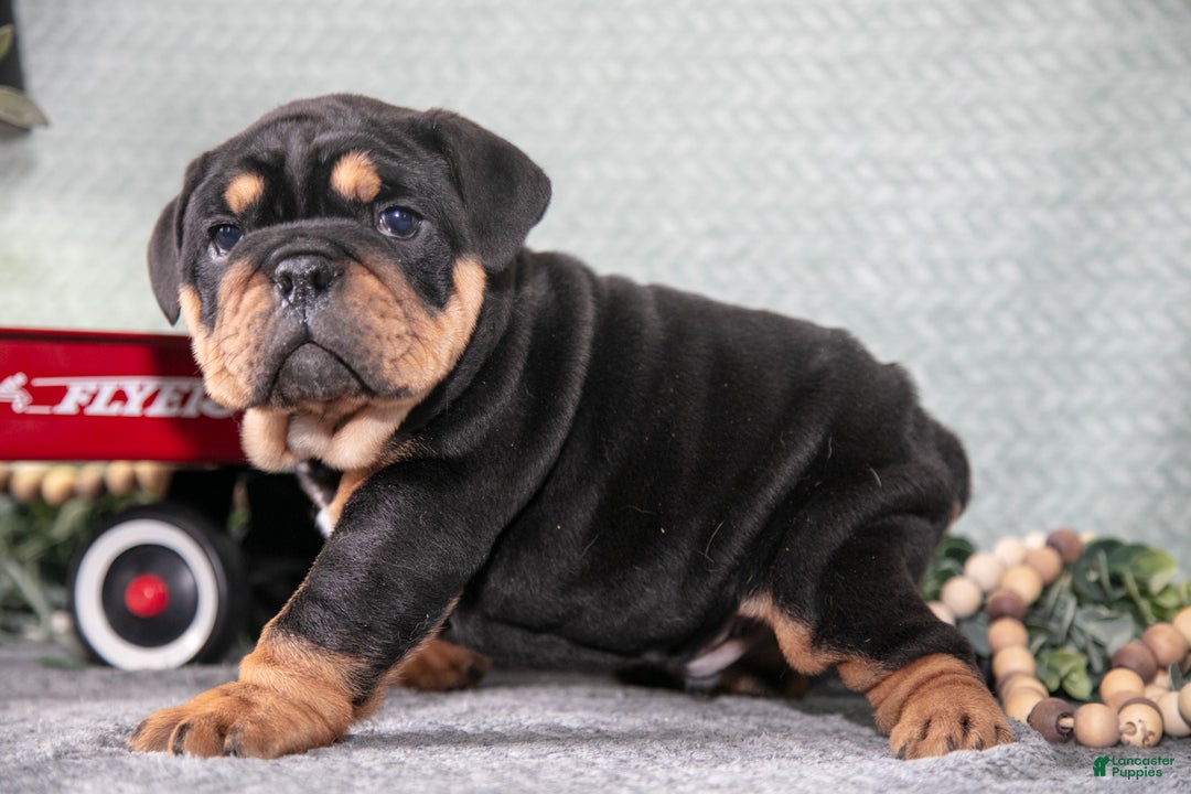 Mixed Breed dogs for sale: Sam - Ad 1