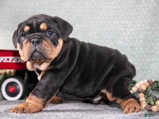 Mixed Breed dogs Sam - Ad 9