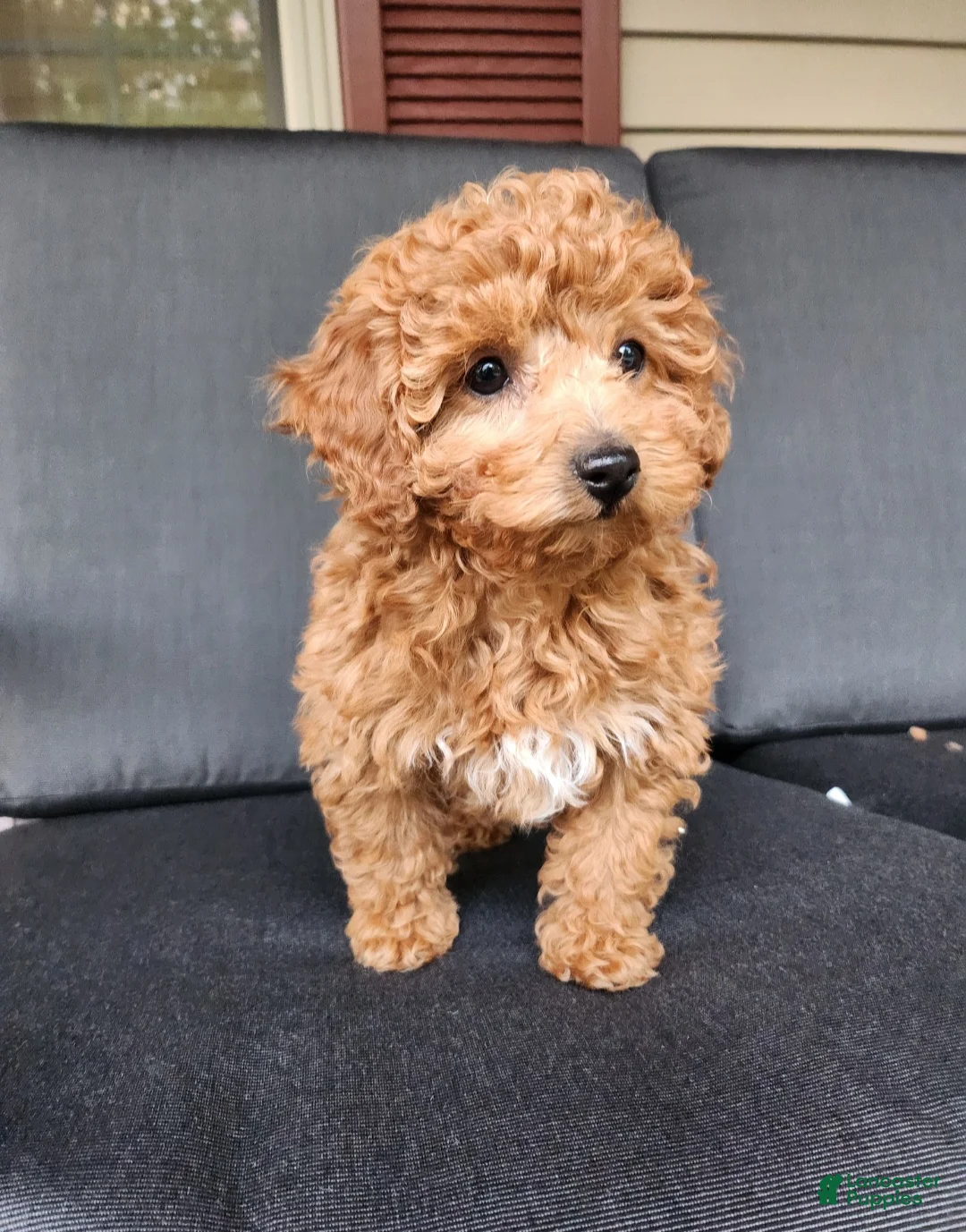 Mixed Breed dogs for sale: Skye - Ad 1
