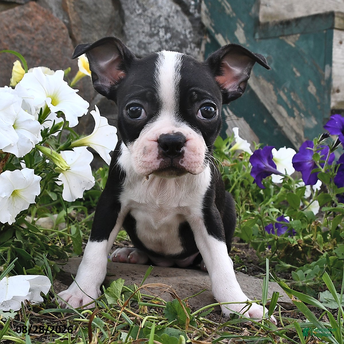 Boston Terrier dogs Sofia - Ad 2