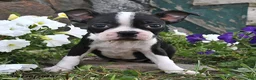 Boston Terrier dogs for sale: Sofia - Ad 2