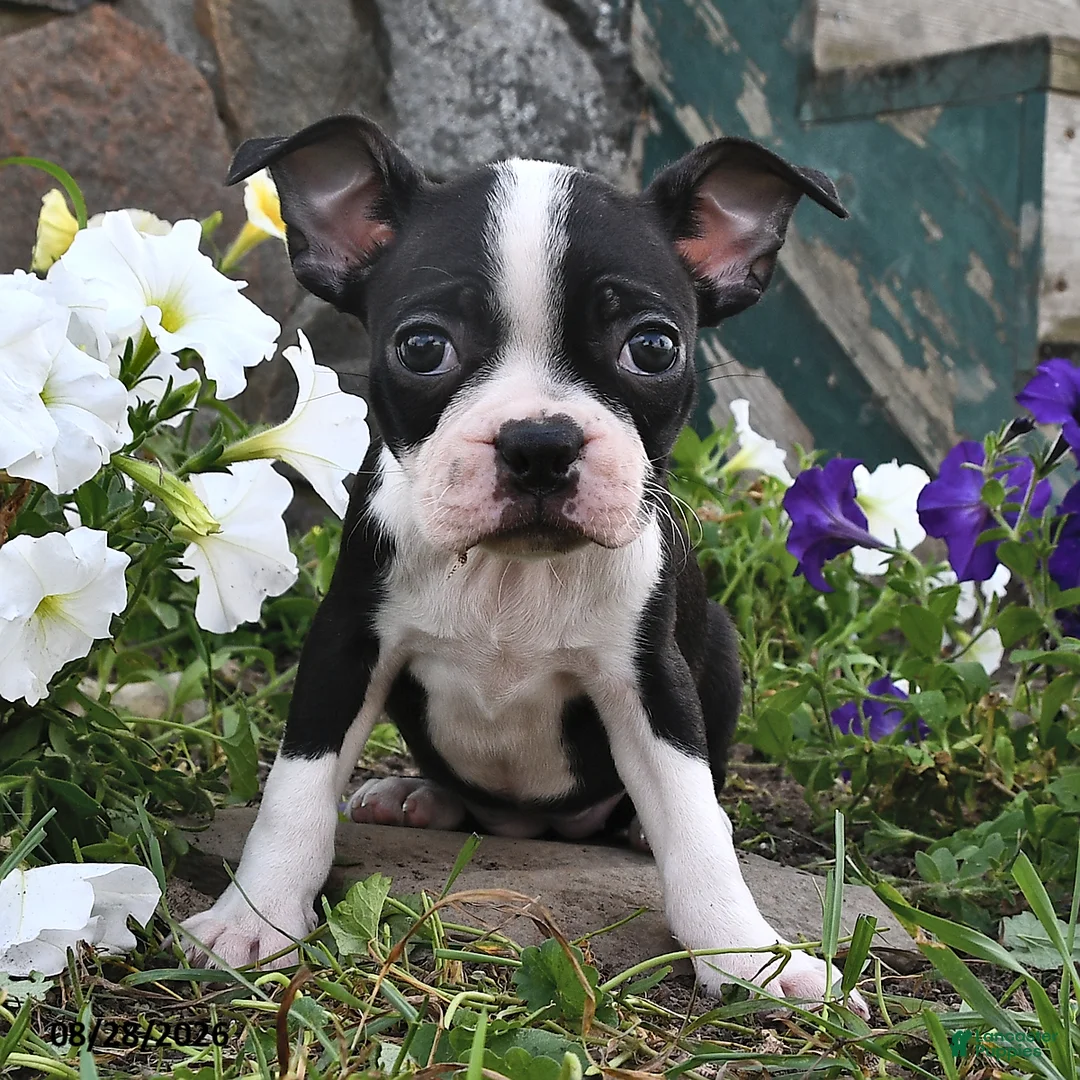 Boston Terrier dogs for sale: Sofia - Ad 2