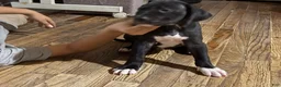 Mixed Breed dogs for sale: Mixed Breed 9 - Ad 3