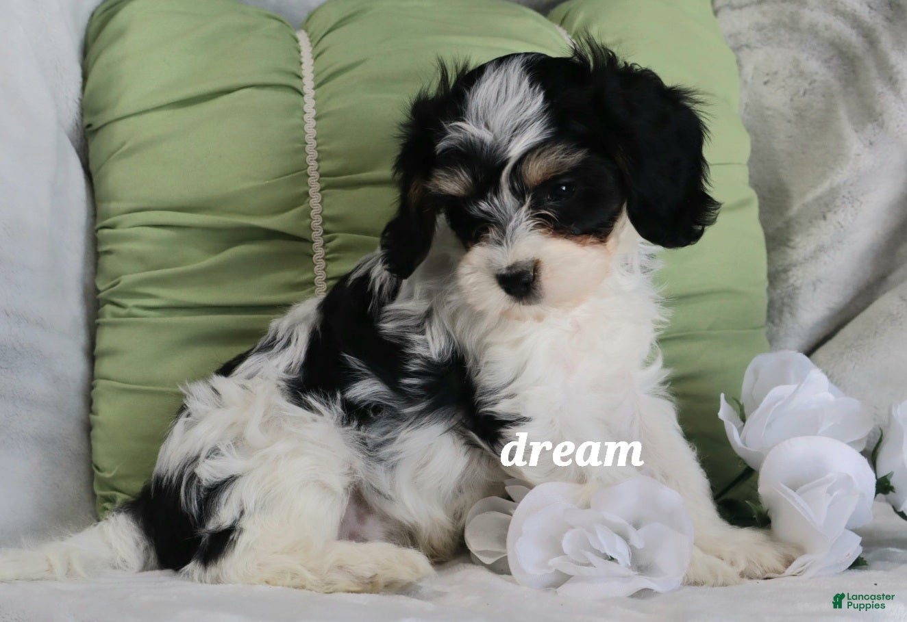 Cavapoo dogs Apollo - Ad 1