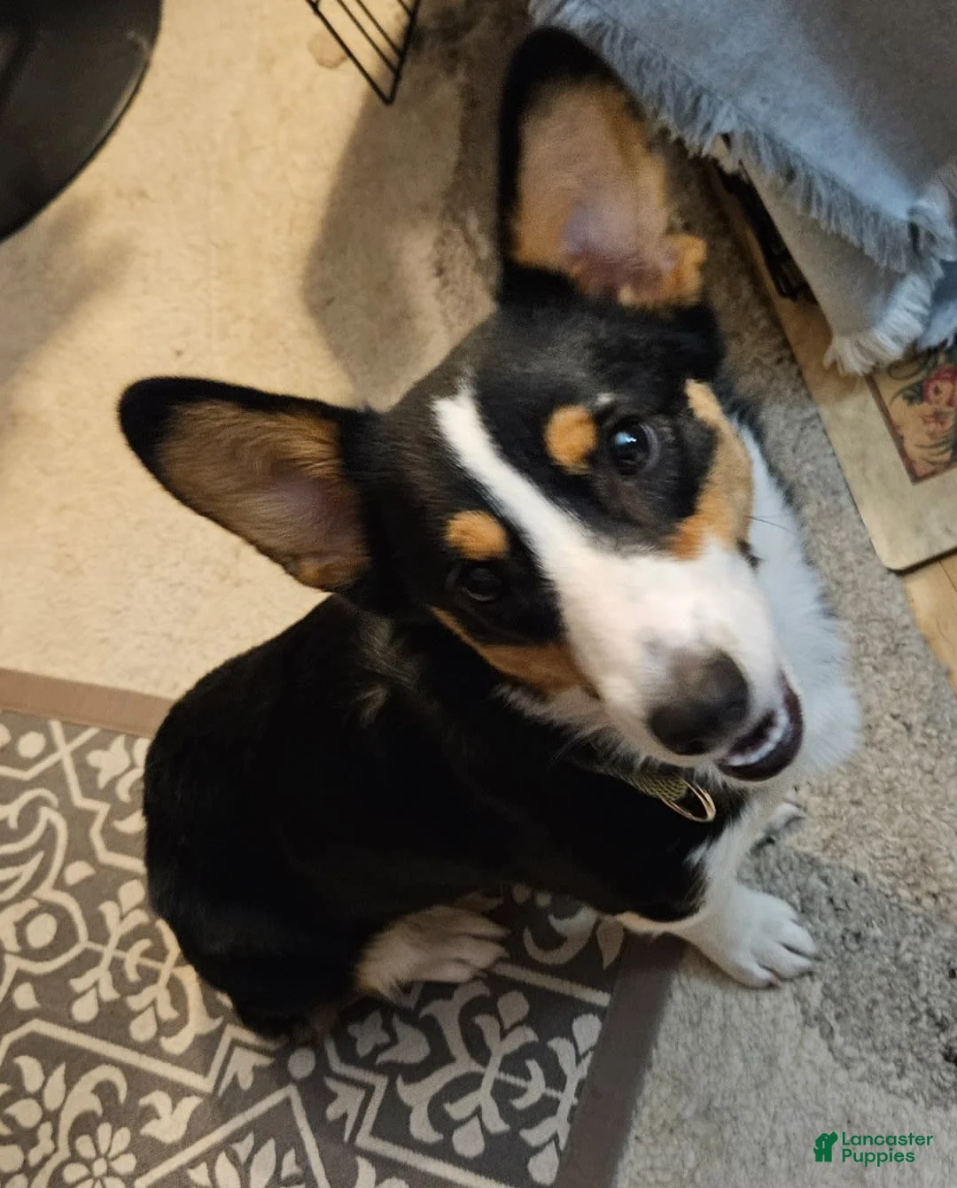 Welsh Corgi Pembroke dogs for sale: Cleopatra - Ad 11