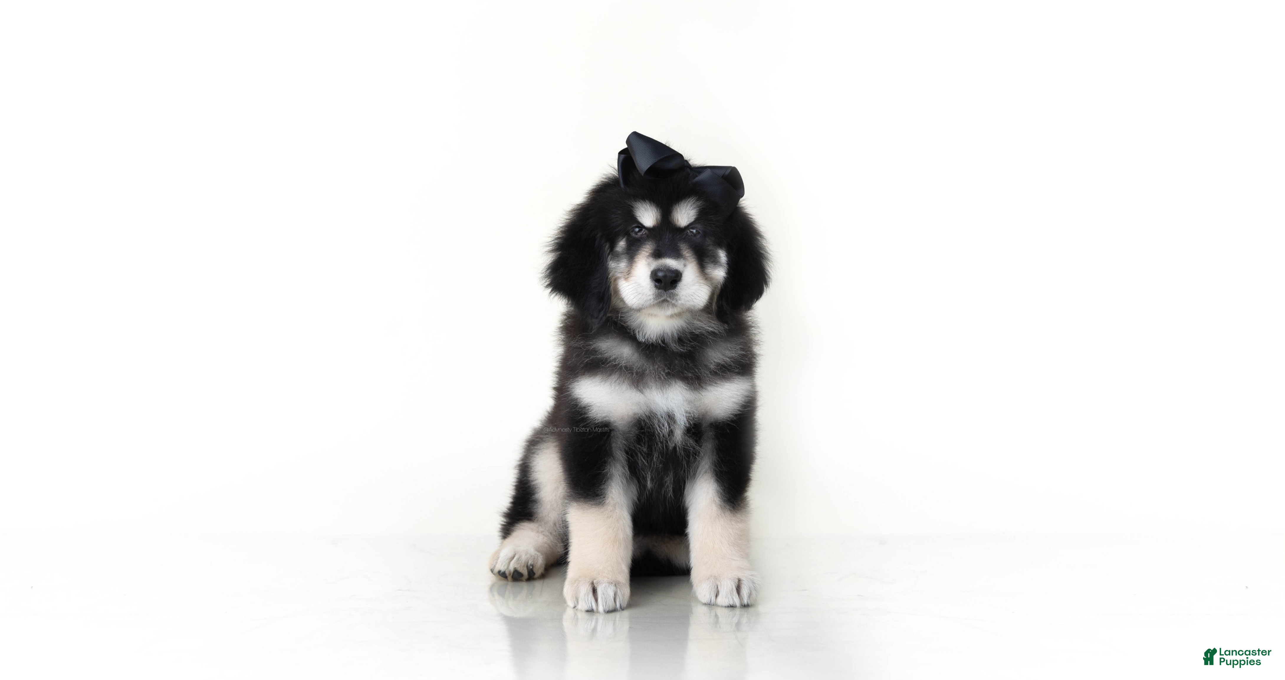 Tibetan Mastiff dogs Tibetan Mastiff Puppy | Black Bow Girl - Ad 1