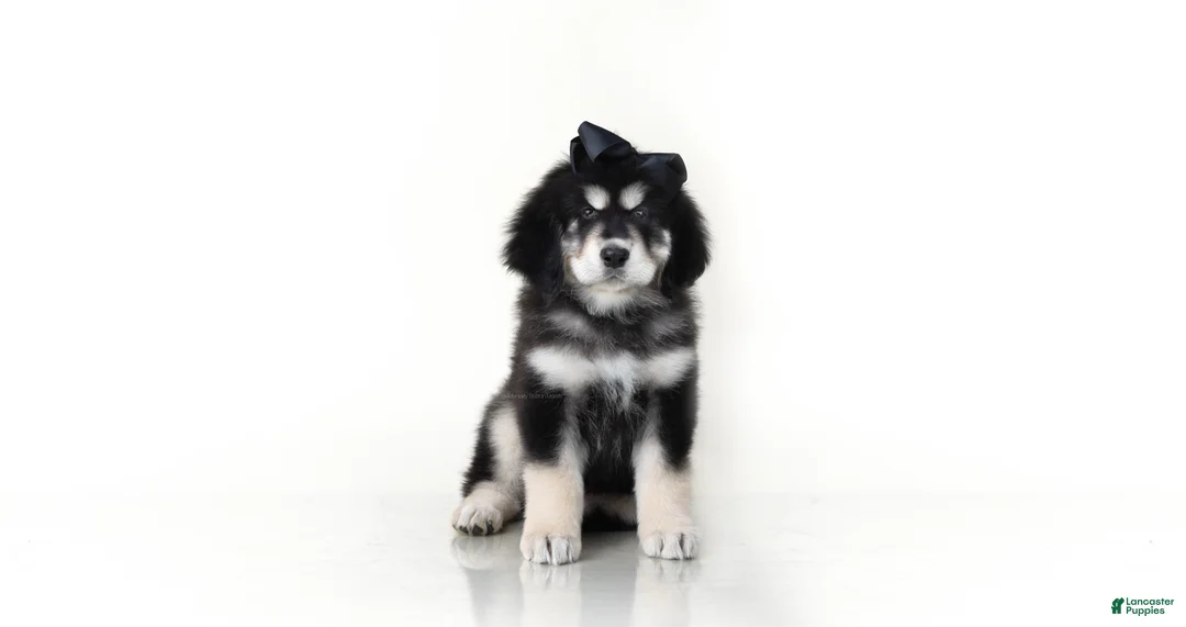 Tibetan Mastiff dogs for sale: Tibetan Mastiff Puppy | Black Bow Girl - Ad 1