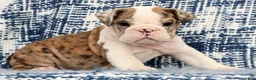 English Bulldog dogs for sale: Jaxson - Ad 5