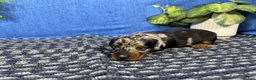 Miniature Dachshund dogs for sale: Miniature Dachshund 1 - Ad 3