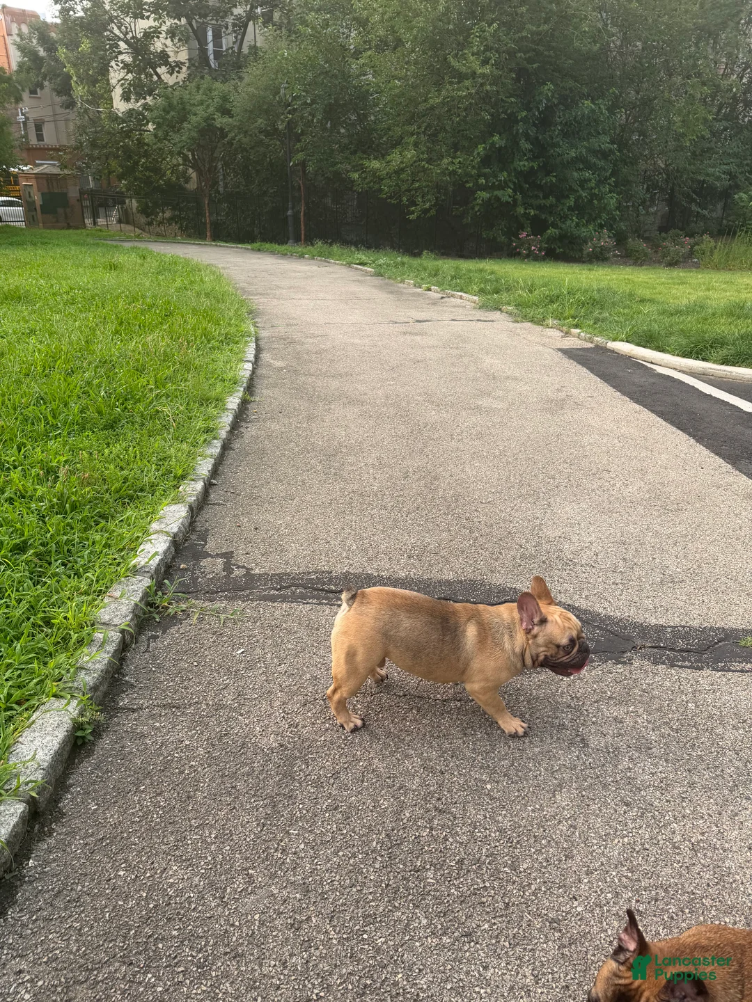 French Bulldog dogs for sale: French Bulldog 1 - Ad 2