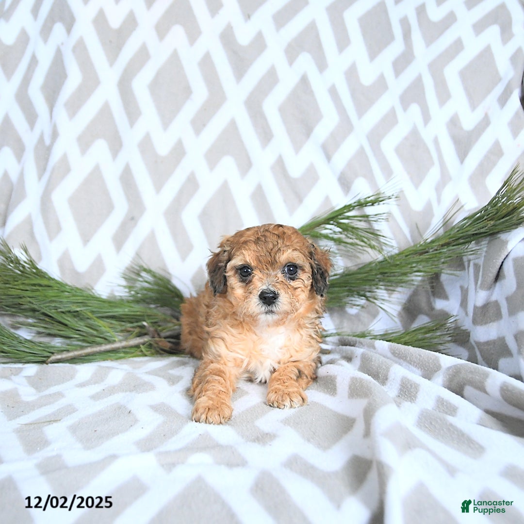 Maltipoo dogs for sale: Elf - Ad 3