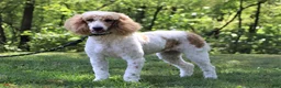 Standard Poodle dogs for sale: Leo - Ad 33