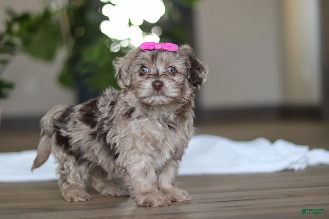 Havapoo dogs for sale: Coral - Ad 5