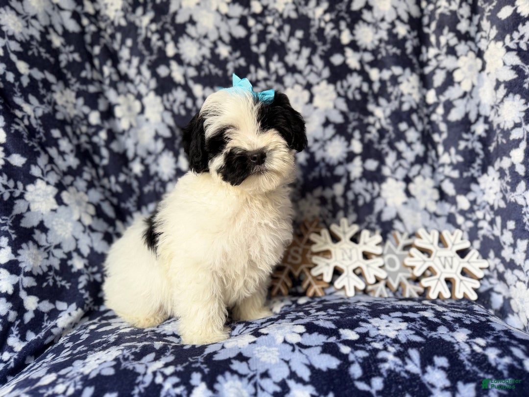 Yorkiepoo dogs for sale: Jolly - Ad 2