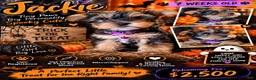 Yorkshire Terrier dogs for sale: Yorkshire Terrier 1 - Ad 10