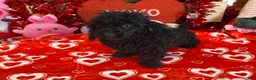 Toy Poodle dogs for sale: Arlo - Ad 3