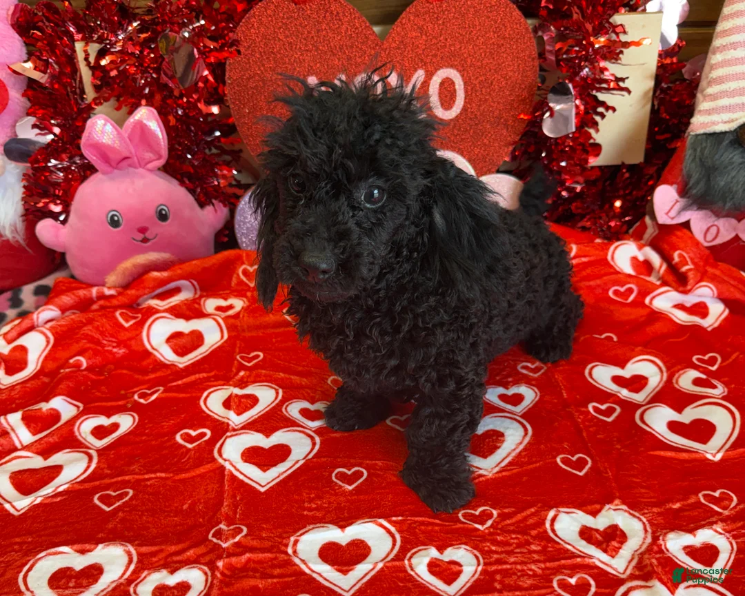 Toy Poodle dogs for sale: Arlo - Ad 3