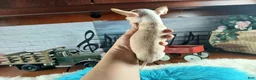 Chihuahua dogs for sale: Vanillas Teacup Boy. Hand Delivery  - Ad 6