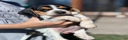 Beagle dogs for sale: Buttercup  - Ad 6