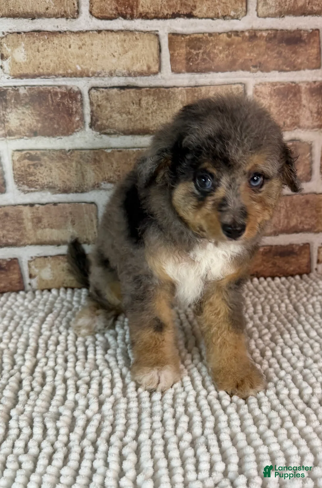 Mini Aussiedoodle dogs for sale: Tipsy - Ad 2