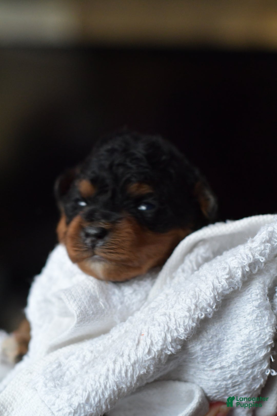 Mini Aussiedoodle dogs for sale: Bear - Ad 6