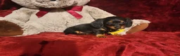 Miniature Dachshund dogs for sale: LITTLE INDY - Ad 5