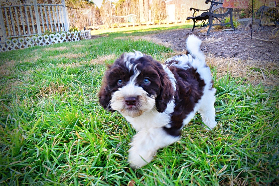 Havapoo dogs for sale: Priscilla - Ad 11