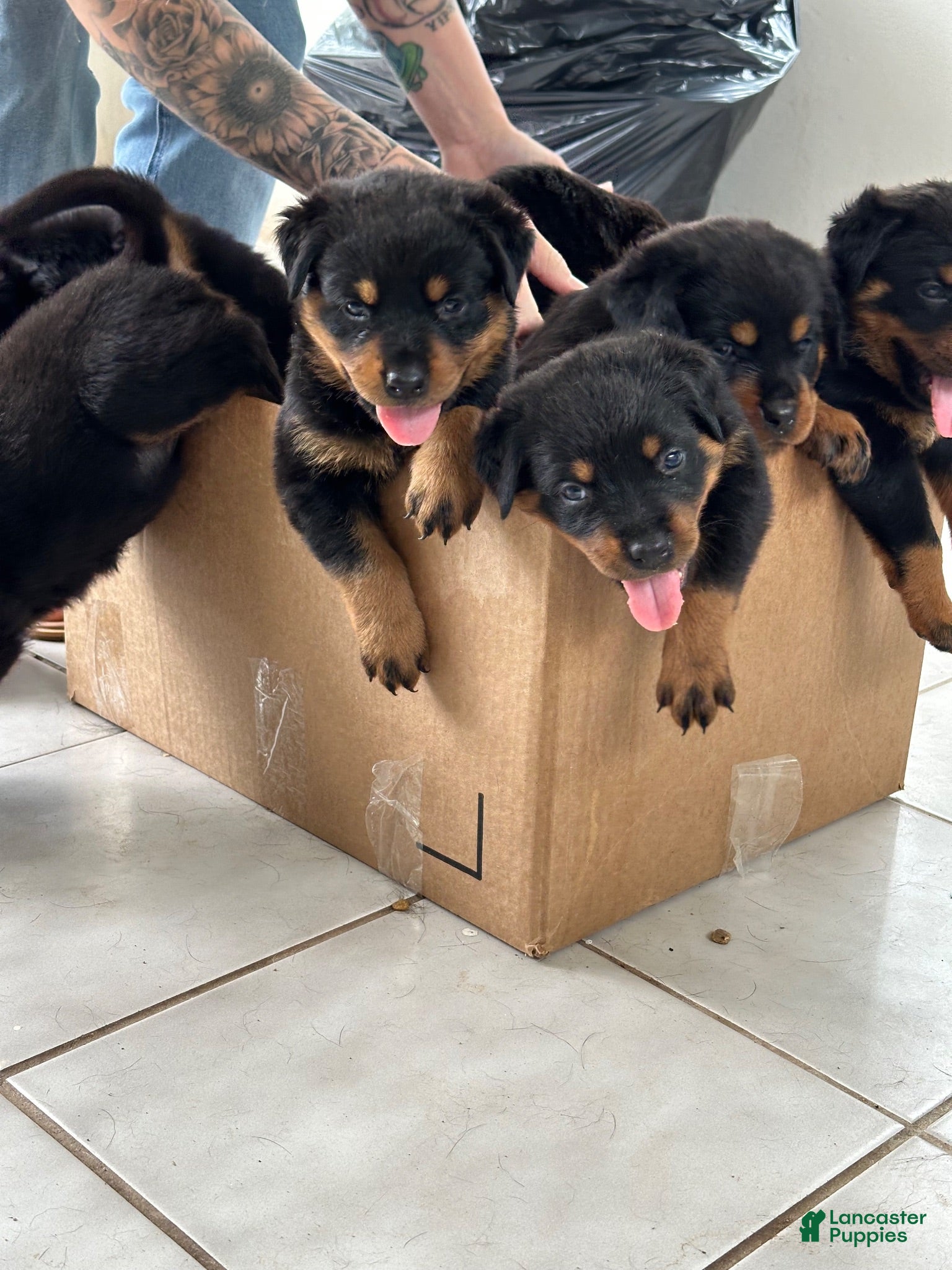 Rottweiler dogs Rottweiler 6 - Ad 10