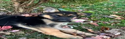 German Shepherd dogs for sale: Belle - Ad 7