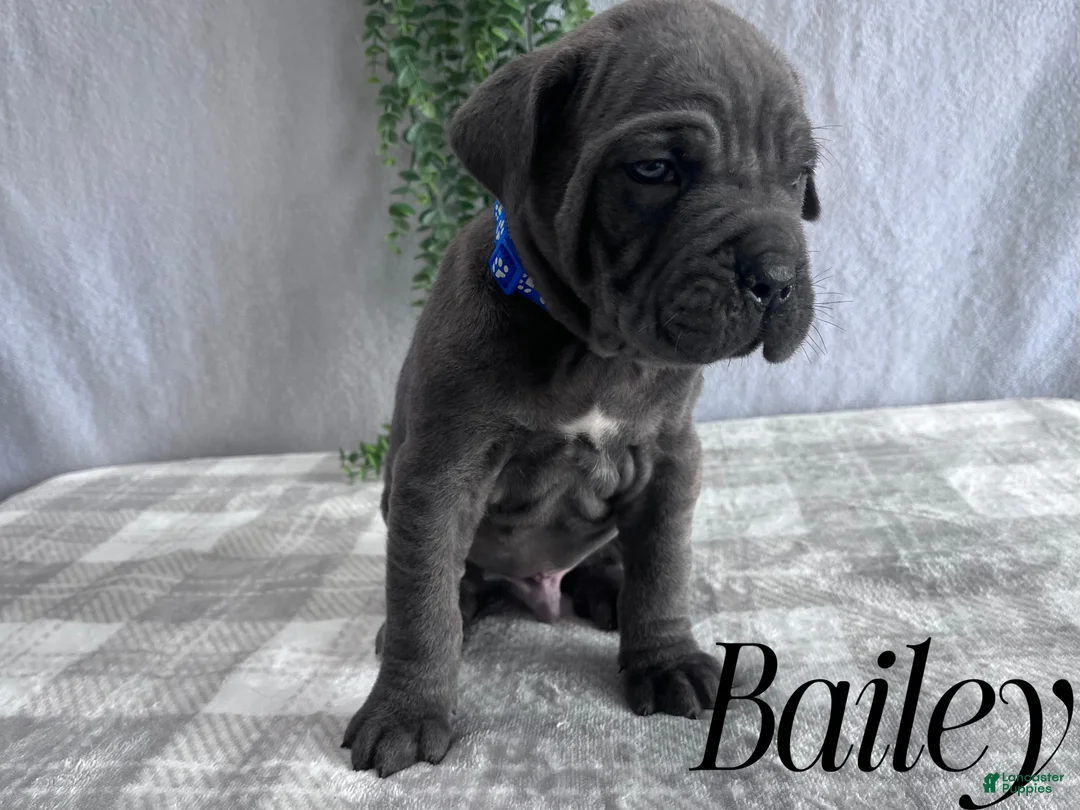 Cane Corso dogs for sale: Nikki - Ad 96